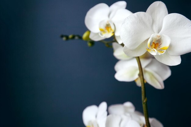 Ramo de uma orquídea branca florescendo em fundo azul escuro Lindas pétalas brancas de Orchidaceae no fundo contrastante