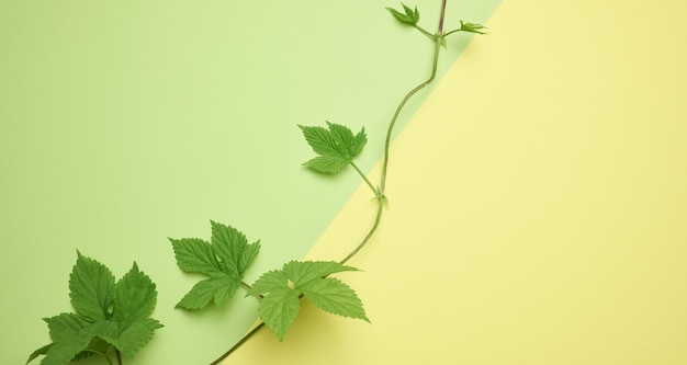 Ramo de uvas bravas com folhas verdes em um fundo de papel verde