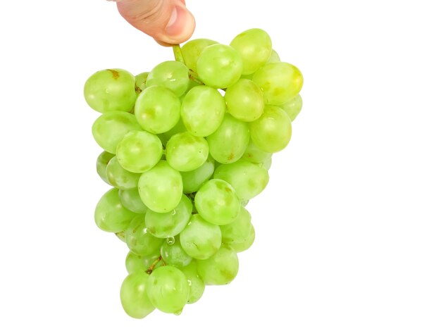 Ramo de uvas verdes na mão. Isolado sobre o branco