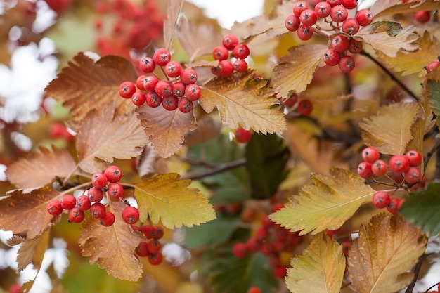 Ramo de viburno vermelho no jardim. bagas de viburnum viburnum opulus e folhas ao ar livre no outono. bando de bagas vermelhas de viburno em um galho.