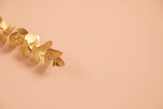 Ramo dourado de eucalipto em fundo rosa