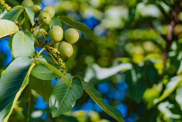 Ramo é coberto com os frutos de nozes verdes