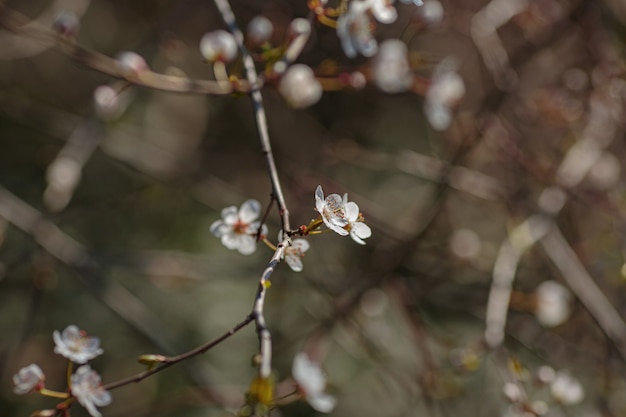 Ramo em flor com flores de ameixa cereja. árvore florescendo. ideia e conceito de primavera, despertar e saúde