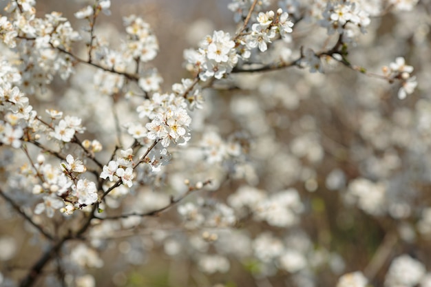 Ramo em flor com flores de ameixa cereja. Árvore florescendo. ideia e conceito de primavera, despertar e saúde