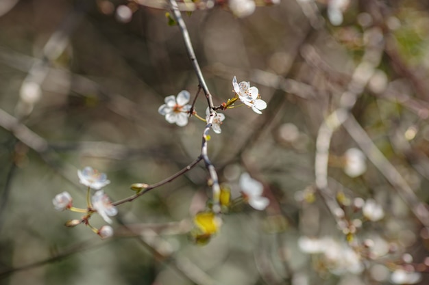 Ramo em flor com flores de ameixa cereja. Árvore florescendo. ideia e conceito de primavera, despertar e saúde