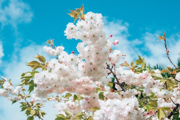 Ramo em flor de close-up com botões de flores brancas de cerejeira ou sakura