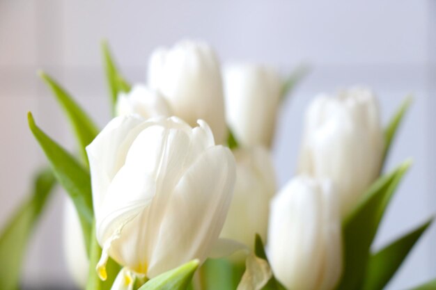 Un ramo floreciente de tulipanes blancos Felicitaciones por las vacaciones