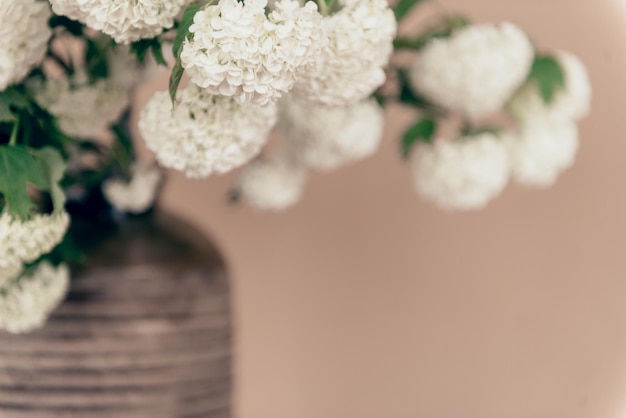 Ramo floreciente de viburnum buldenezh sobre fondo beige