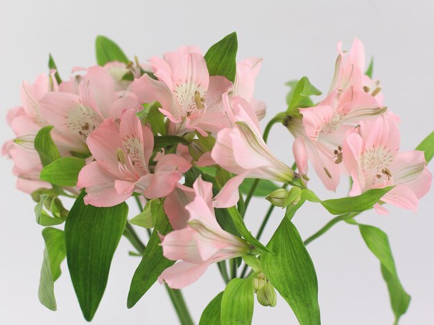 Ramo de flores aislado sobre un fondo claro