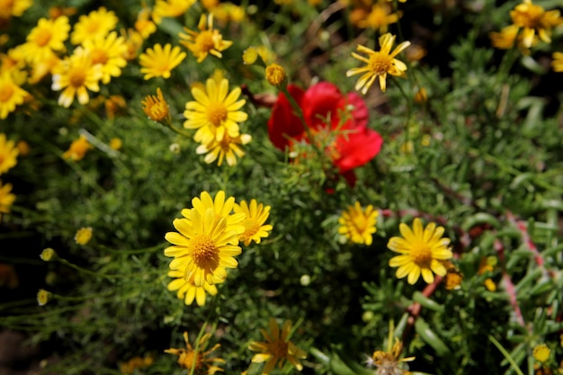 Un ramo de flores amarillas con una flor roja en el medio.