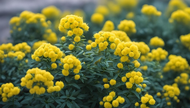 Foto un ramo de flores amarillas con la palabra diente de león en la parte superior