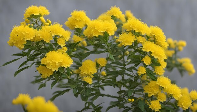 un ramo de flores amarillas que están en un fondo gris