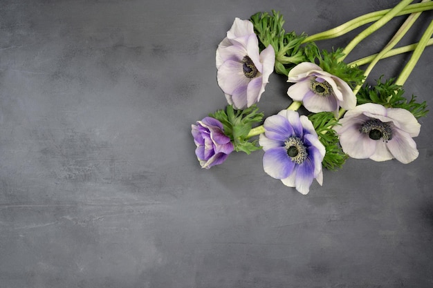 Ramo de flores de anémona sobre fondo de piedra gris Flores blancas púrpuras y violetas Espacio de copia