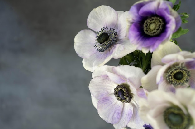 Ramo de flores de anémona sobre fondo de piedra gris Flores blancas púrpuras y violetas Espacio de copia