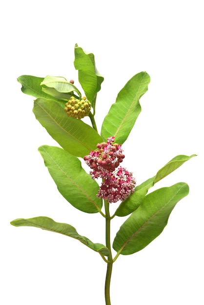 Ramo de flores Asclepias syriaca silkwede aislado sobre un fondo blanco