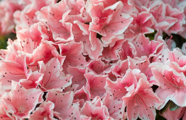 Un ramo de flores de azalea rosa con la palabra azalea en la parte superior.