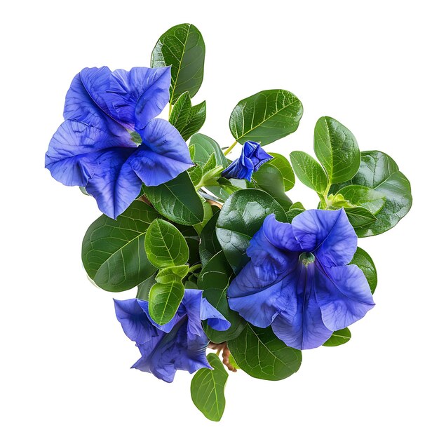 Foto un ramo de flores azules con la palabra 