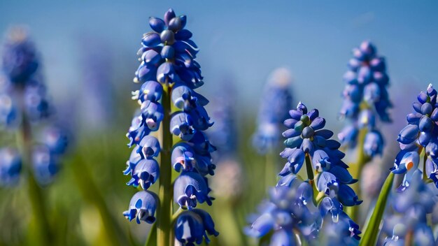 un ramo de flores azules que están afuera