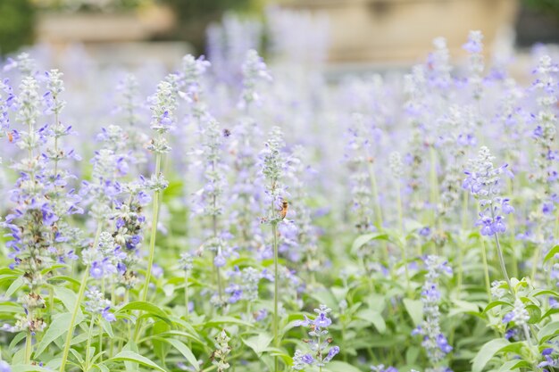 ramo de flores azules.