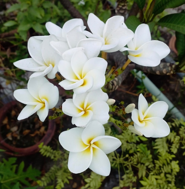 Un ramo de flores blancas de plumeria con centros amarillos.