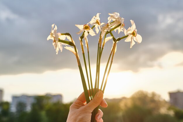 Ramo de flores blancas de primavera con narcisos en la mano, flores que comienzan a desvanecerse