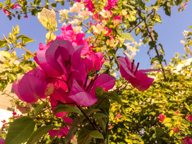 Un ramo de flores de buganvilla se ve frente a un cielo azul.