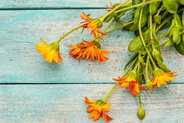 Ramo de flores de caléndula. Ingrediente saludable para el té, medicina alternativa.