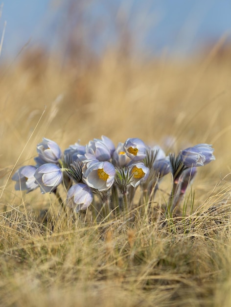 Un ramo de flores en un campo de hierba