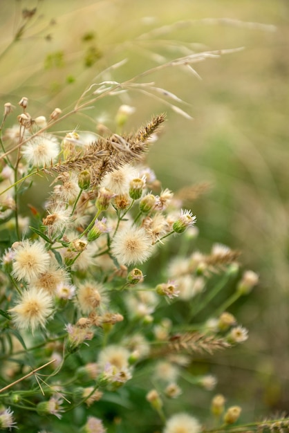 Ramo de flores de cardo esponjoso en el campo de agosto de cerca