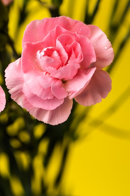 Ramo de flores de claveles rosas.