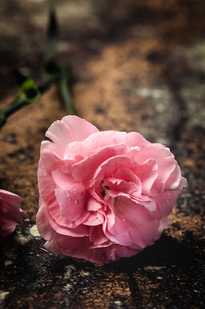 Ramo de flores de claveles rosas.