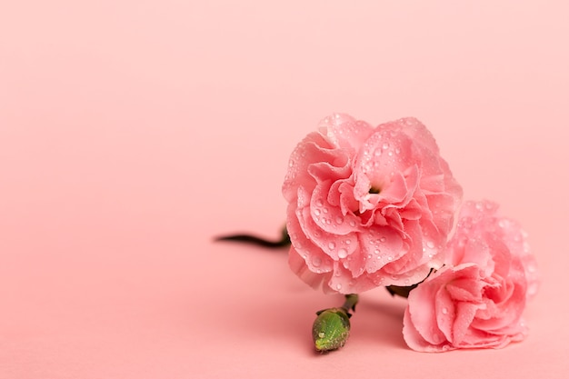 Ramo de flores de claveles rosas.