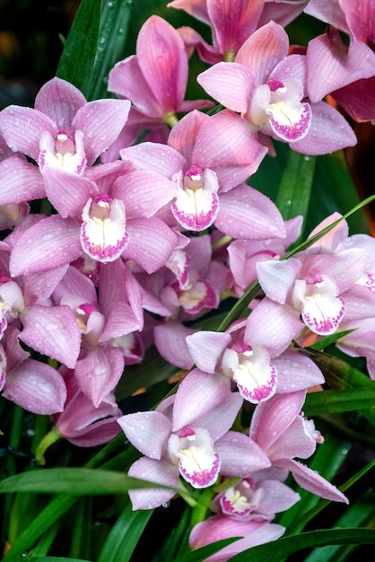 Ramo de flores de color rosa orquídea Phalenopsis en flor en invernadero