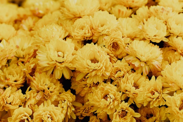 Ramo de flores de crisantemo amarillo. Hermoso fondo de crisantemos de estilo vintage