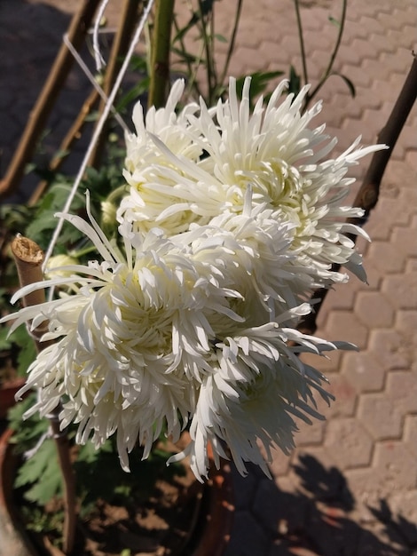 Un ramo de flores de crisantemo blanco