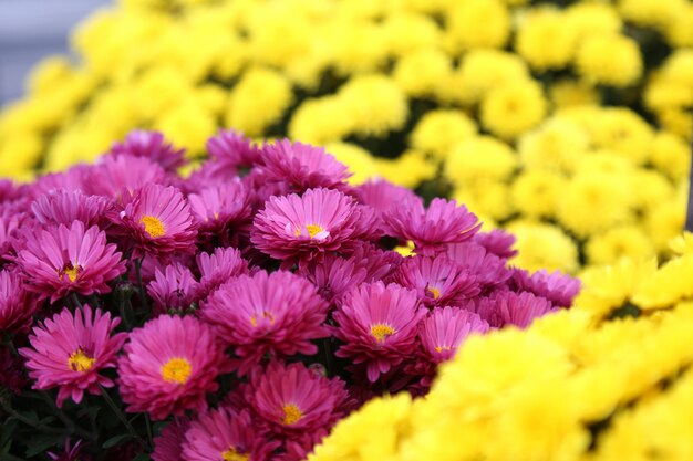 Ramo de flores de crisantemos amarillos y morados. Profundidad de campo.