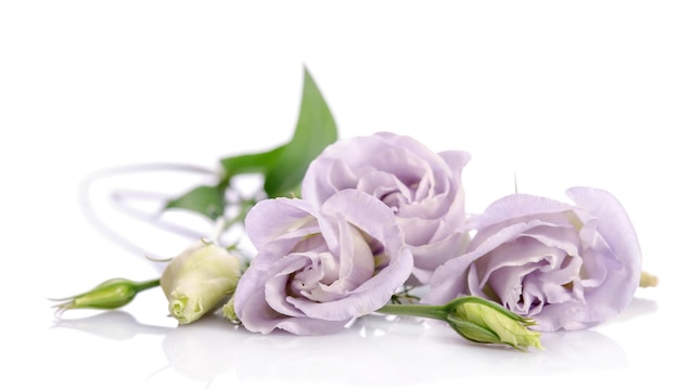 Ramo de flores de eustoma violeta aislado en blanco