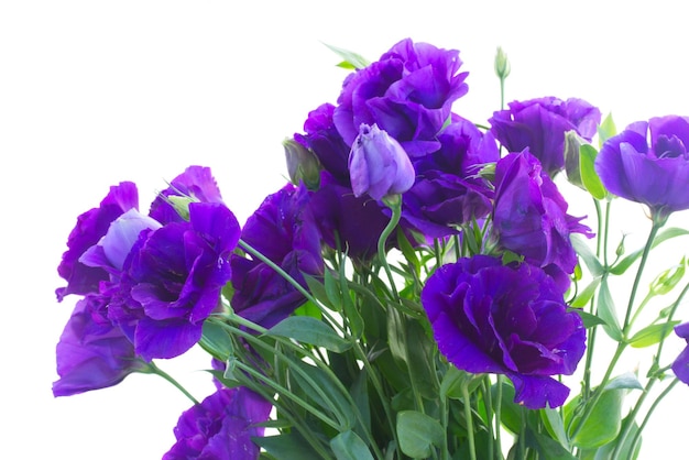 Ramo de flores de eustoma violeta