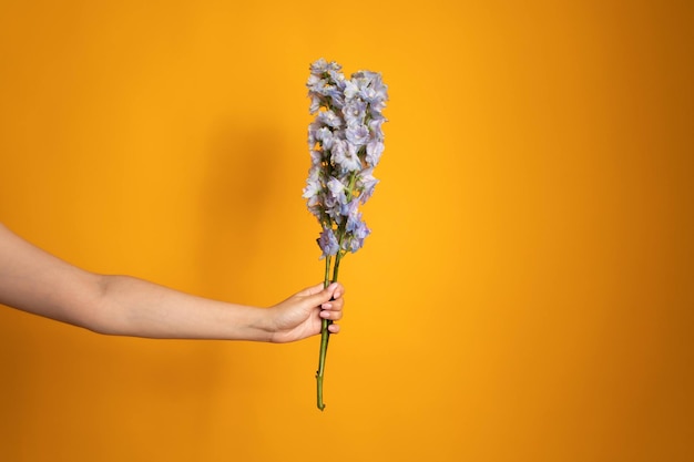 Ramo de flores frescas delphinium en la mano contra el fondo amarillo