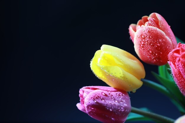 Ramo de flores frescas. Regalo navideño para su ser querido. Antecedentes el día de San Valentín. Rosa, tulipán, arreglo floral de iris.