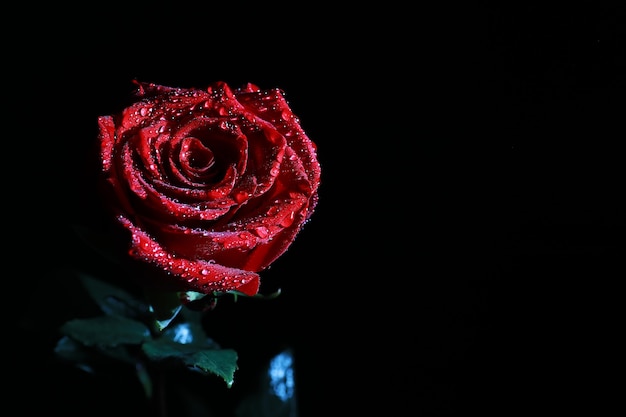 Ramo de flores frescas. Regalo navideño para su ser querido. Antecedentes el día de San Valentín. Rosa, tulipán, arreglo floral de iris.