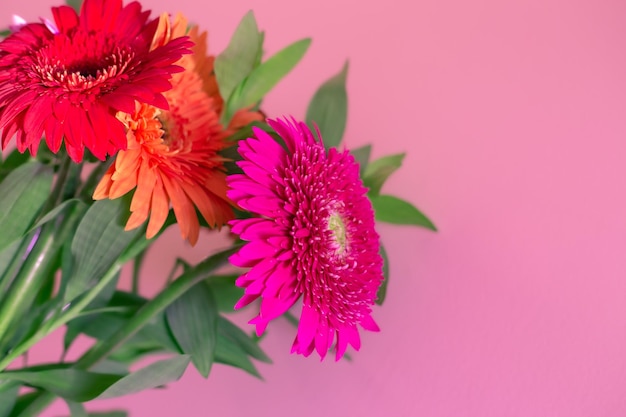 Ramo de flores de gerbera frescas brillantes sobre un fondo rosa con espacio de copia