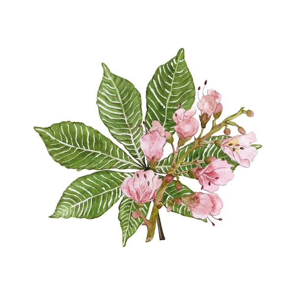 Ramo de flores y hojas de castaño Ilustración acuarela Alta calidad Ilustración de alta calidad