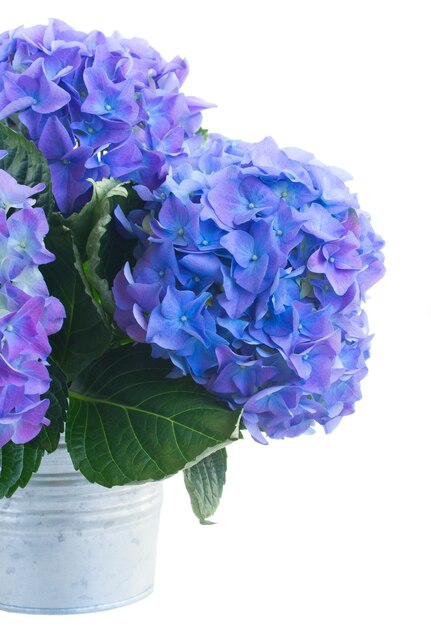 Ramo de flores de hortensia azul en maceta de metal de cerca aislado en el espacio en blanco