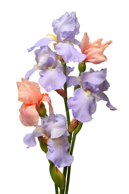 Ramo de flores de iris azul y rosa aislado sobre fondo blanco. Verano. Primavera. Endecha plana, vista superior. Patrón floral. Amor. día de San Valentín