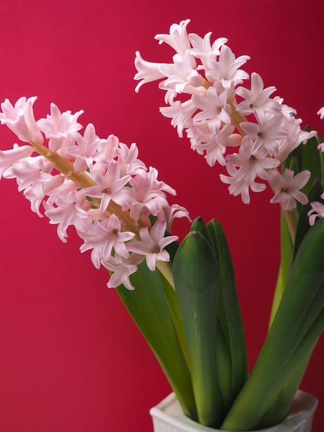 Un ramo de flores de jacinto con la palabra jacinto