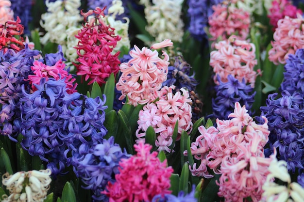 Un ramo de flores de jacinto púrpura y rosa.