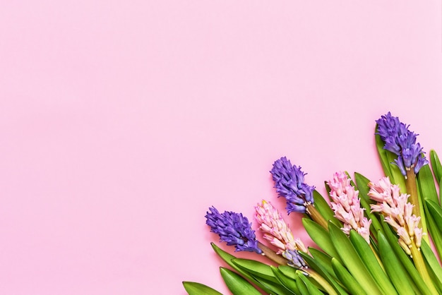 Ramo de flores de jacinto sobre fondo rosa. Vista superior, copie el espacio. Día de la madre, cumpleaños, día internacional de la mujer, concepto del día de San Valentín. Tarjeta de felicitación.