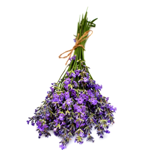 Ramo de flores de lavanda aisladas sobre un fondo blanco Hierbas medicinales Objeto de patrón de ramo floral Vista superior plana