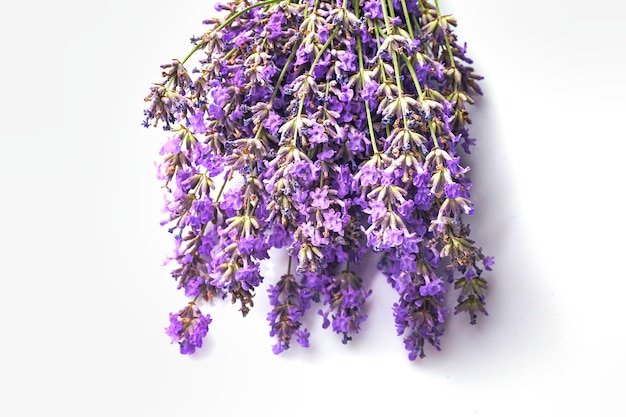 Ramo de flores de lavanda aislado sobre fondo blanco.